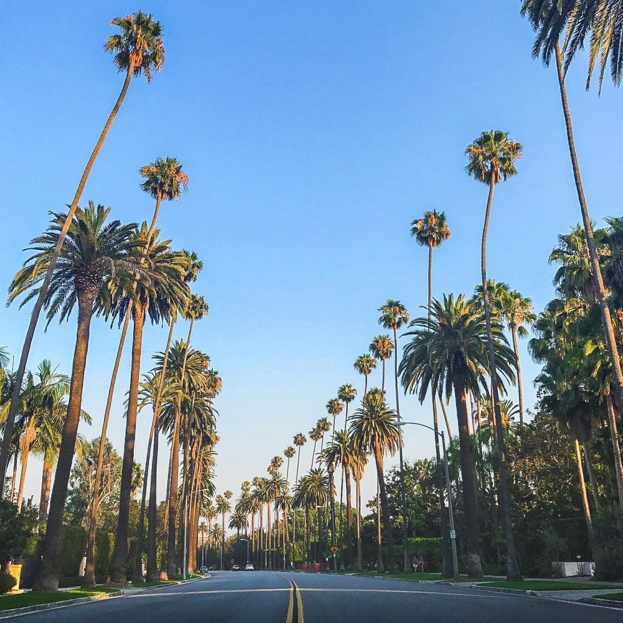 Free stock photo of la, palm, palm trees